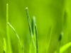wallpaper_grass